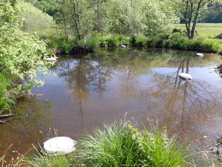 Monitoring dvoživk na Radenskem polju - 3